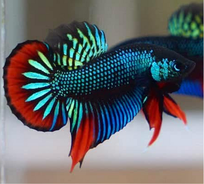 Wild Imbellis Blue - Male Betta