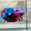 Plakat Red Koi Candy Male Betta #036