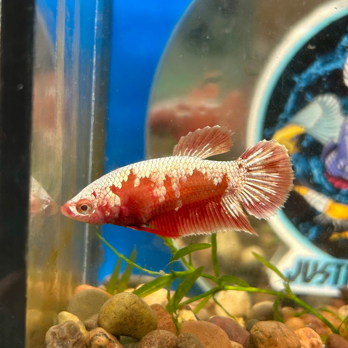 Red Gold Gold Plakat - Female Betta 024