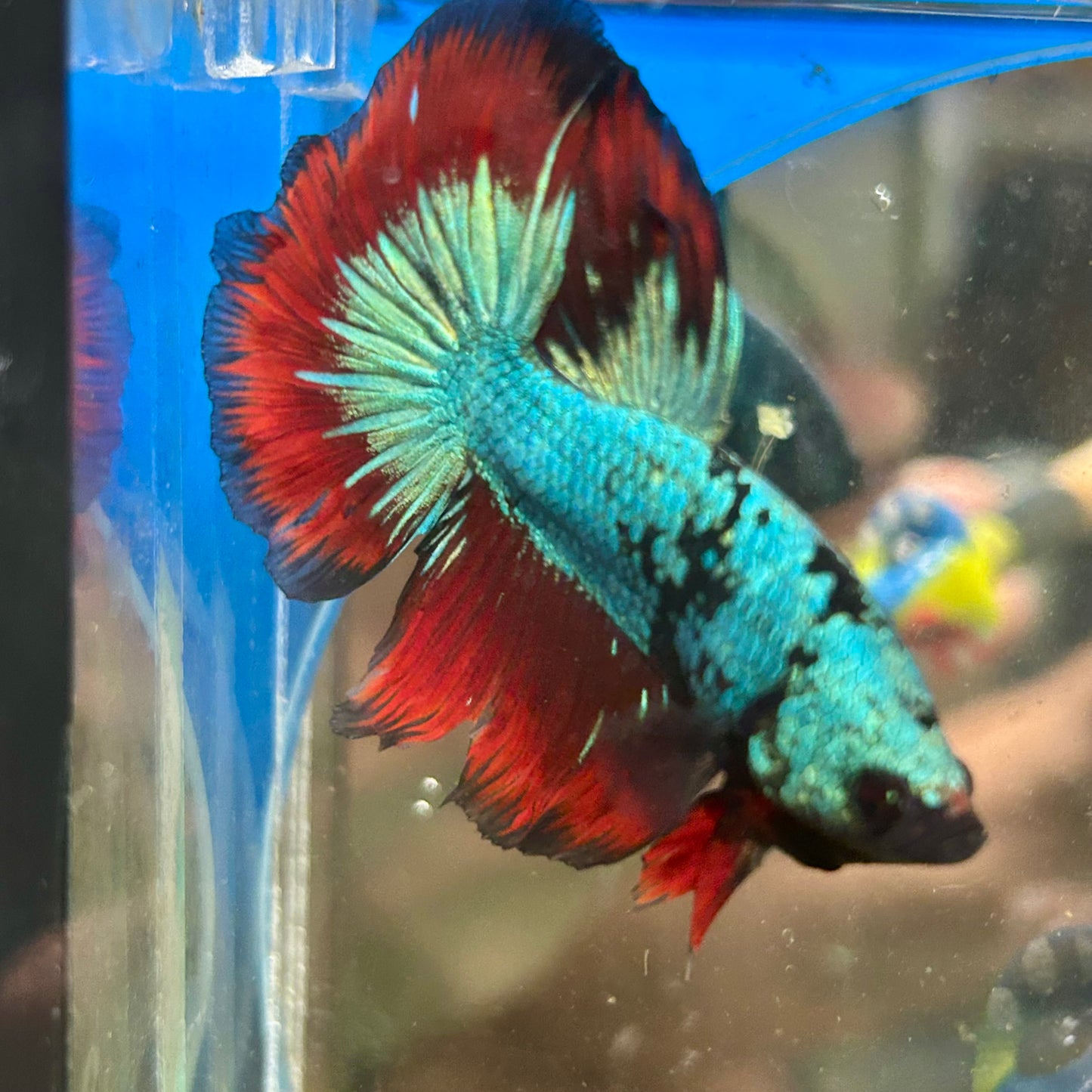 Avarta Vampire Halfmoon - Male Betta 013