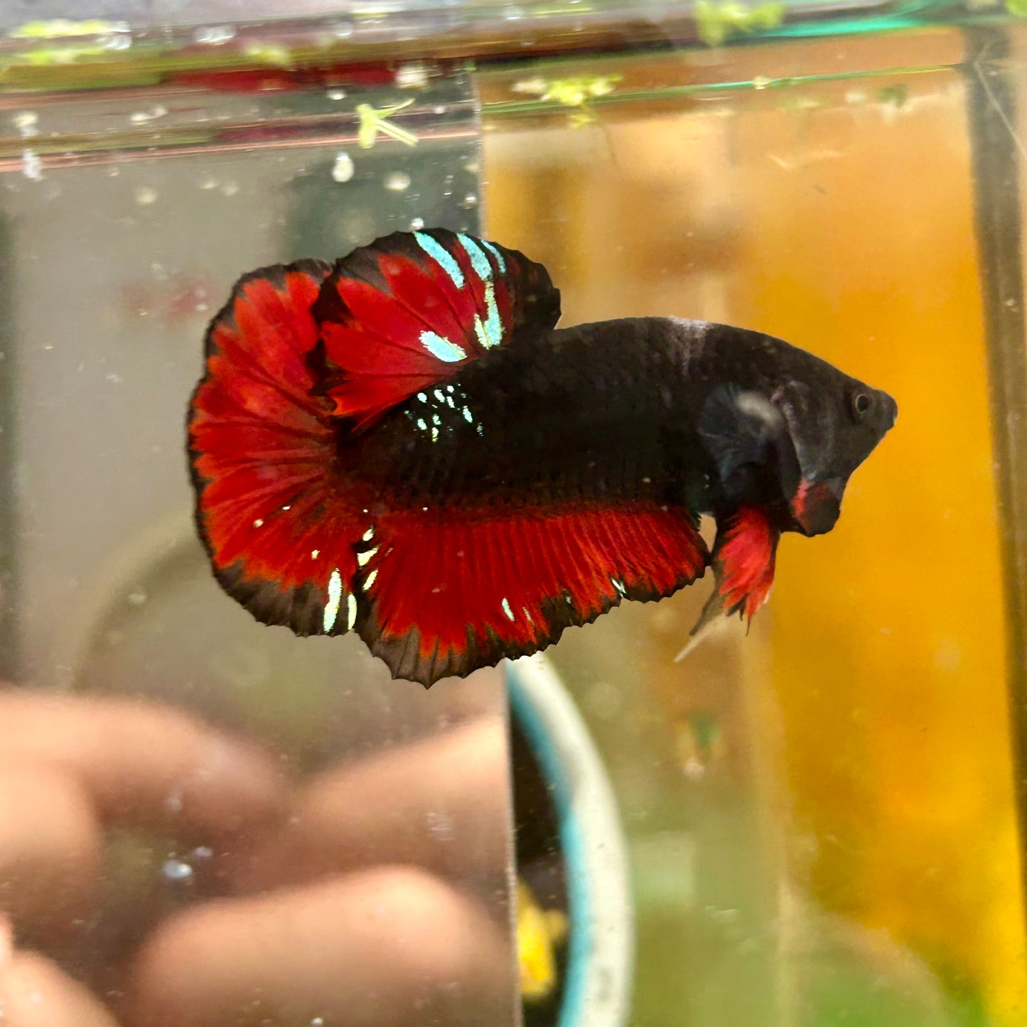 Avarta Vampire Plakat - Male Betta 083