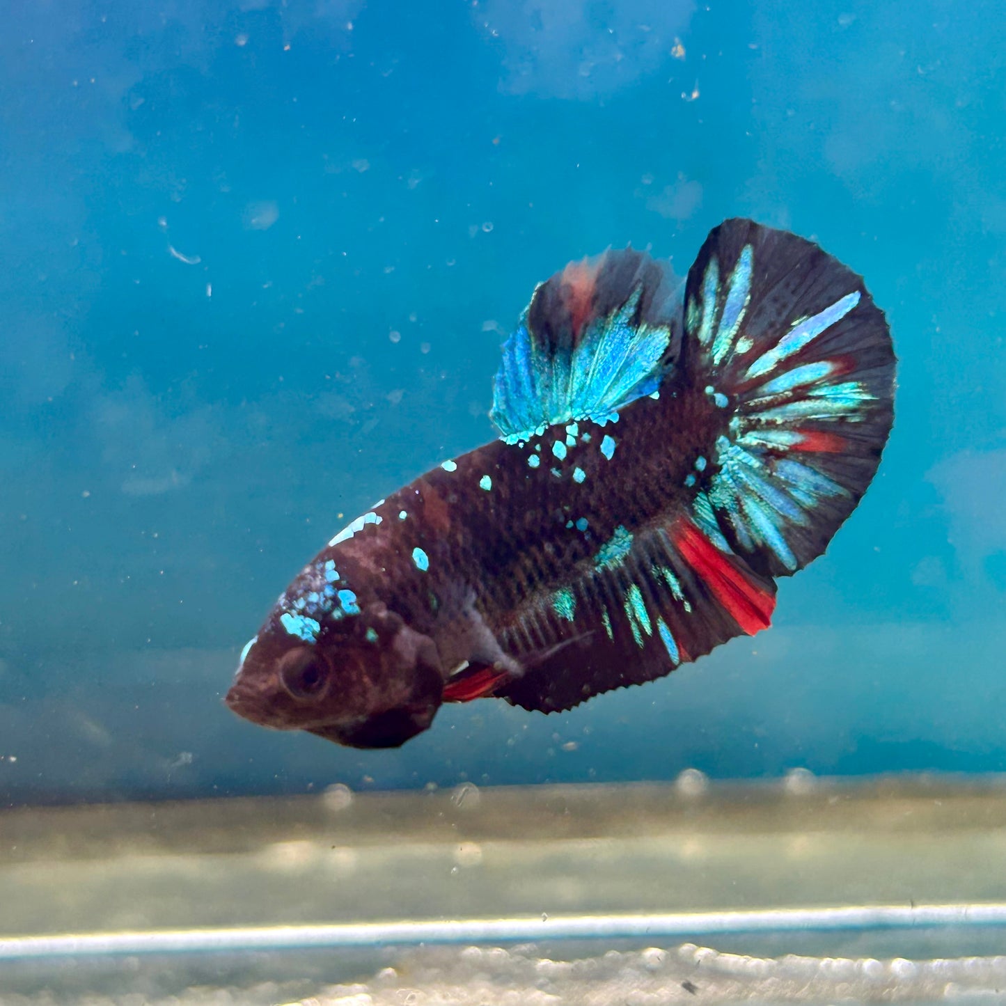 Avarta Nebula Plakat - Male Betta 148