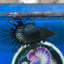 Black Orchid King Crowntail - Male Betta 028