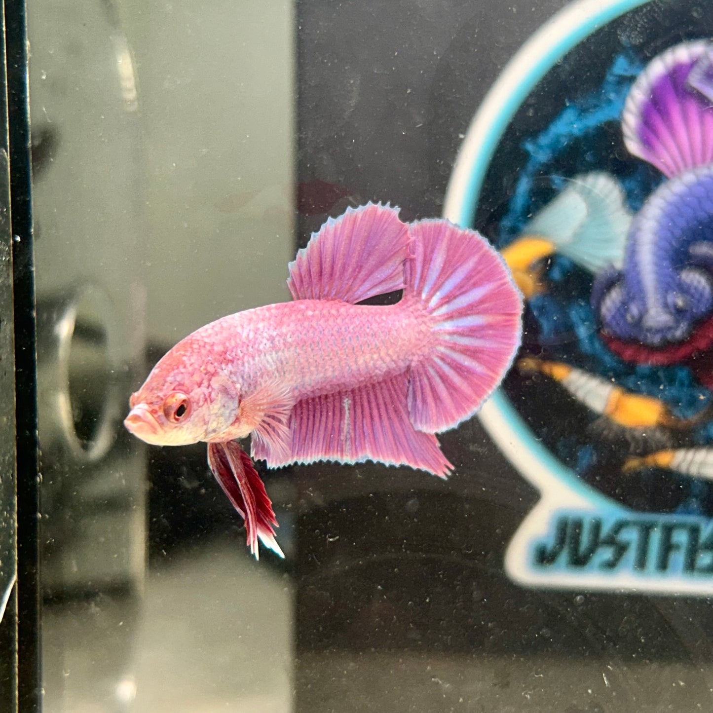 Purple Pink Plakat- Male Betta 146