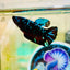 Avarta Gordon Plakat - Female betta 031