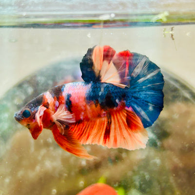 Plakat Koi Multicolor Male Betta #013