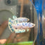 Blue Marble Dot Plakat - Female betta 116