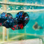Avarta Stardust Plakat - Male Betta #105