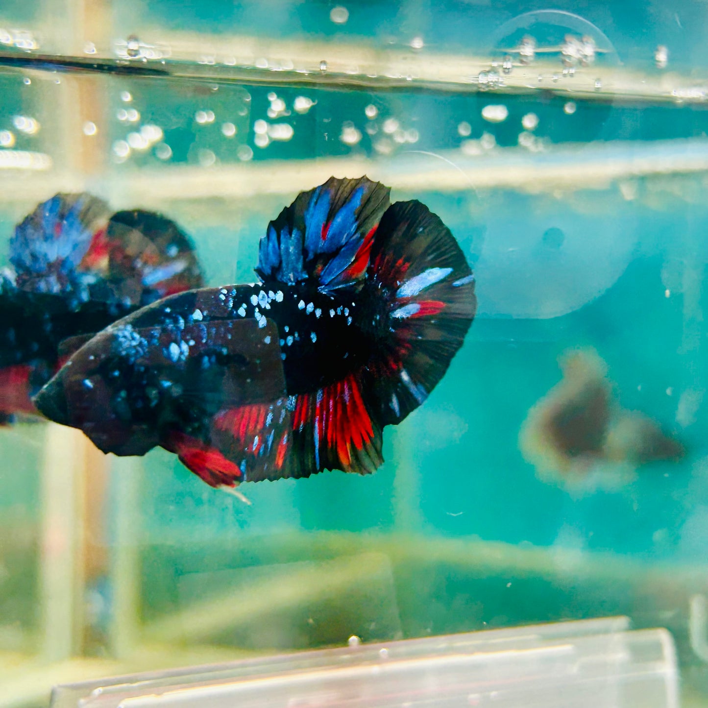 Avarta Stardust Plakat - Male Betta #105