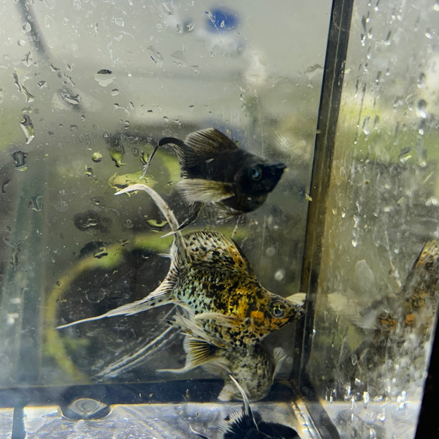 Tri-color Balloon Molly Fish