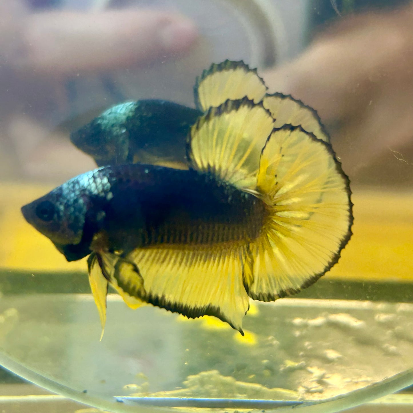 Black Mustard Plakat - Male Betta BM03