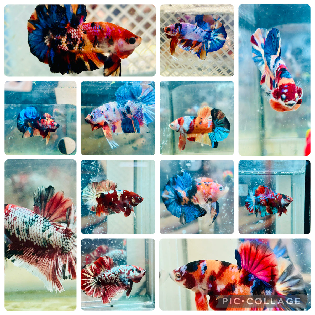 Plakat Multicolor Koi - Male Betta