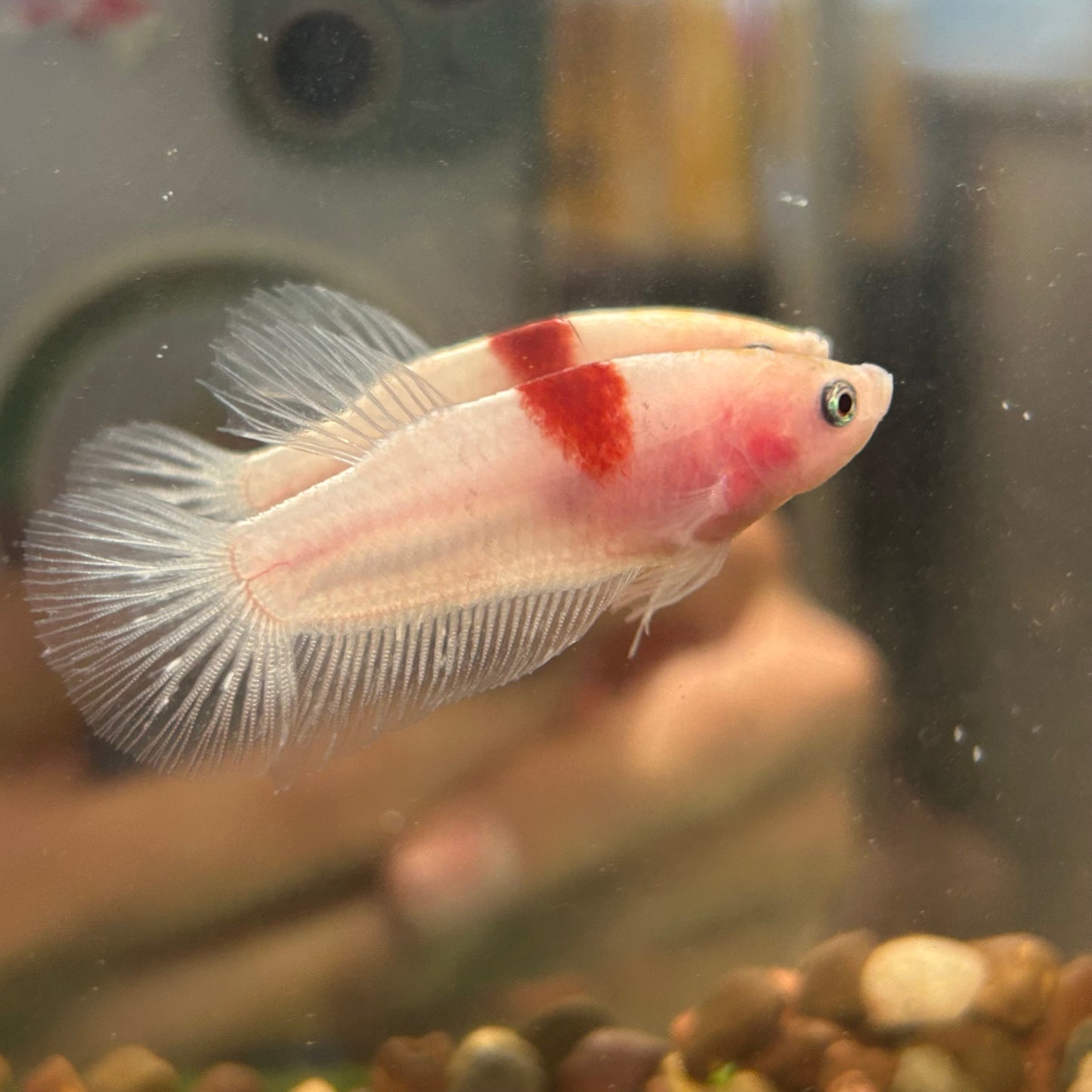 Koi Tancho Plakat - Female Betta 029