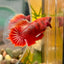 Red Fancy Halfmoon - Male Betta 090