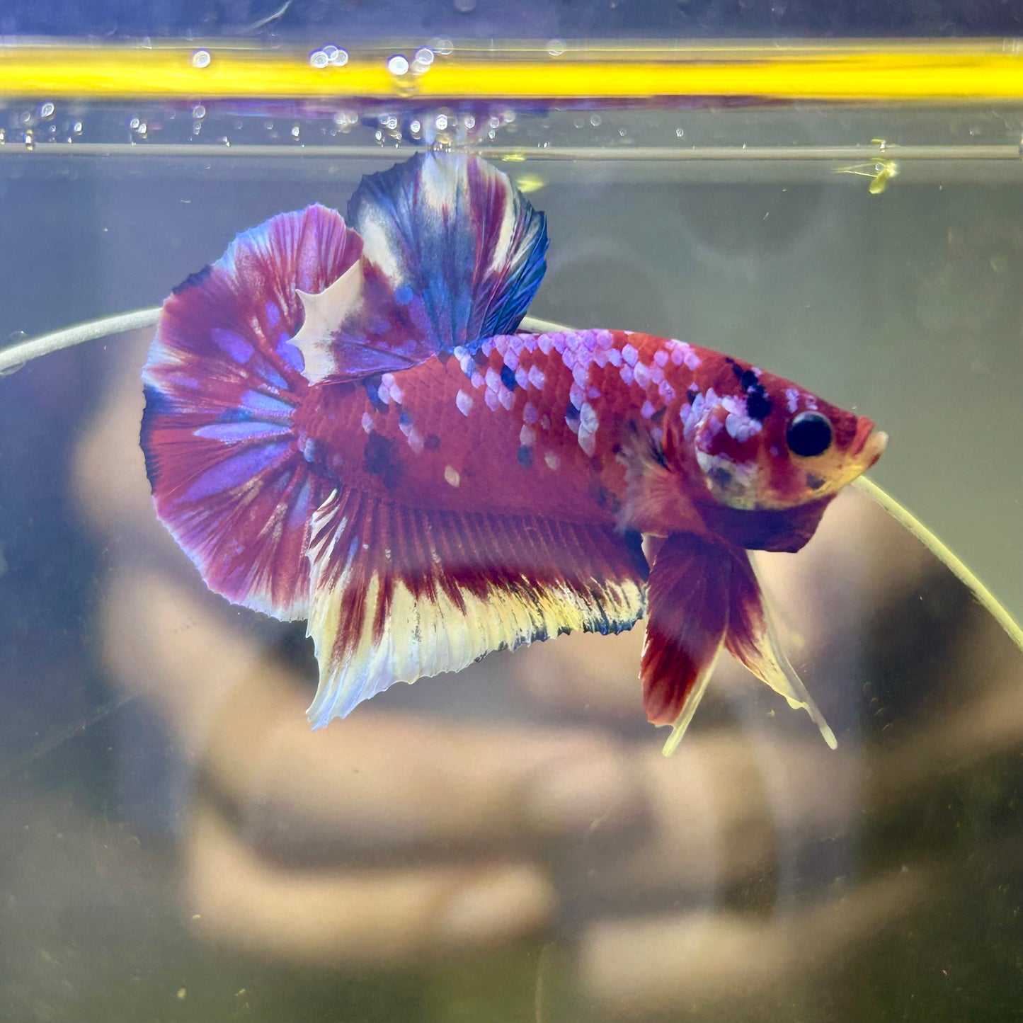 Red Koi Galaxy Plakat - Male Betta 143