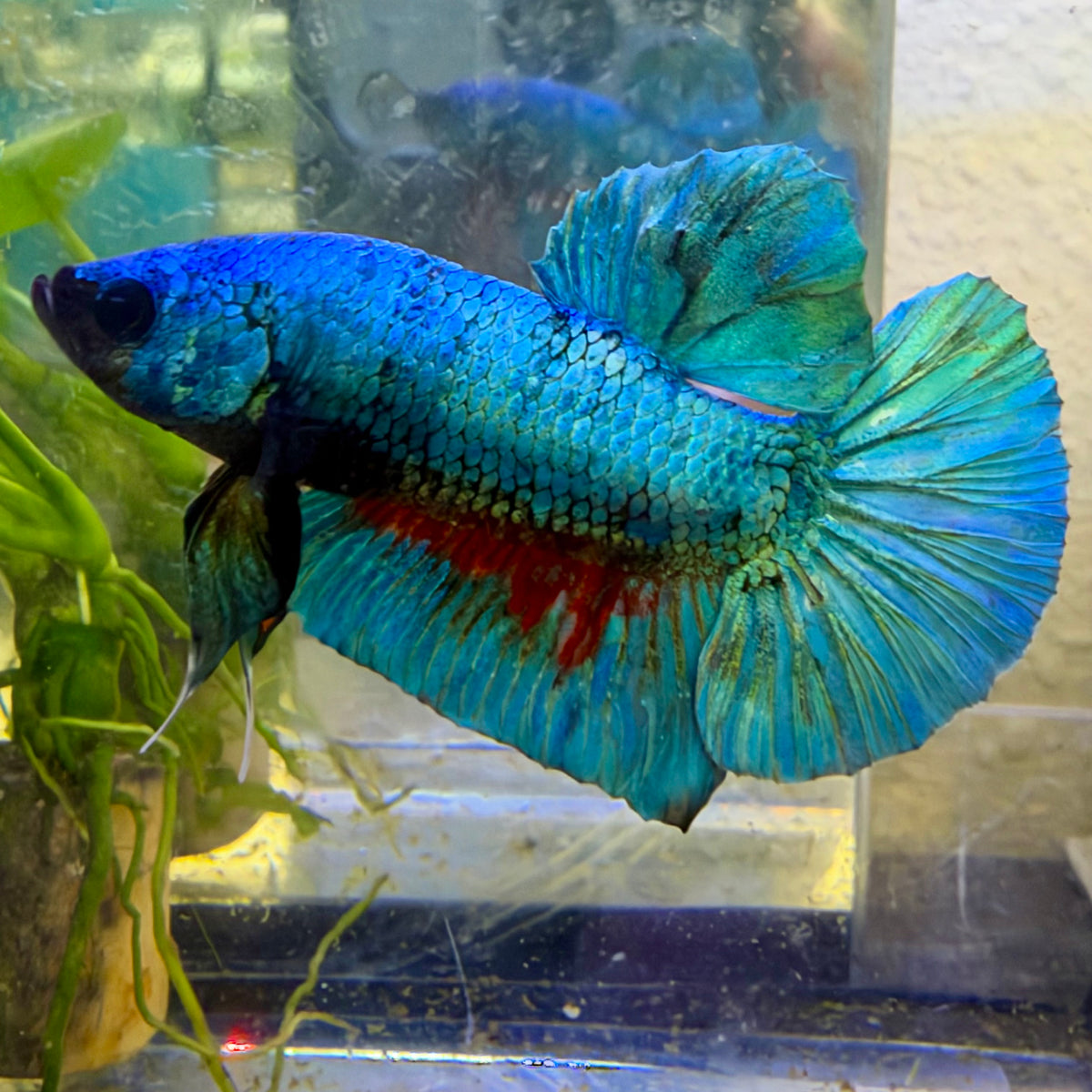 Plakat Turquoise Male Betta #091