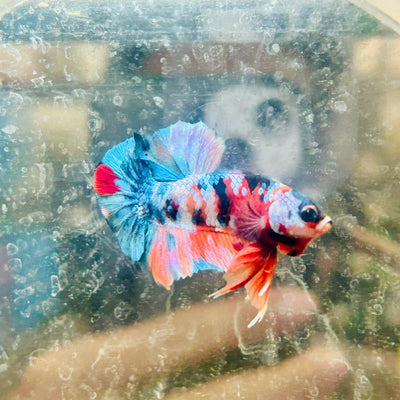 Plakat Multicolor Galaxy Male Betta #092