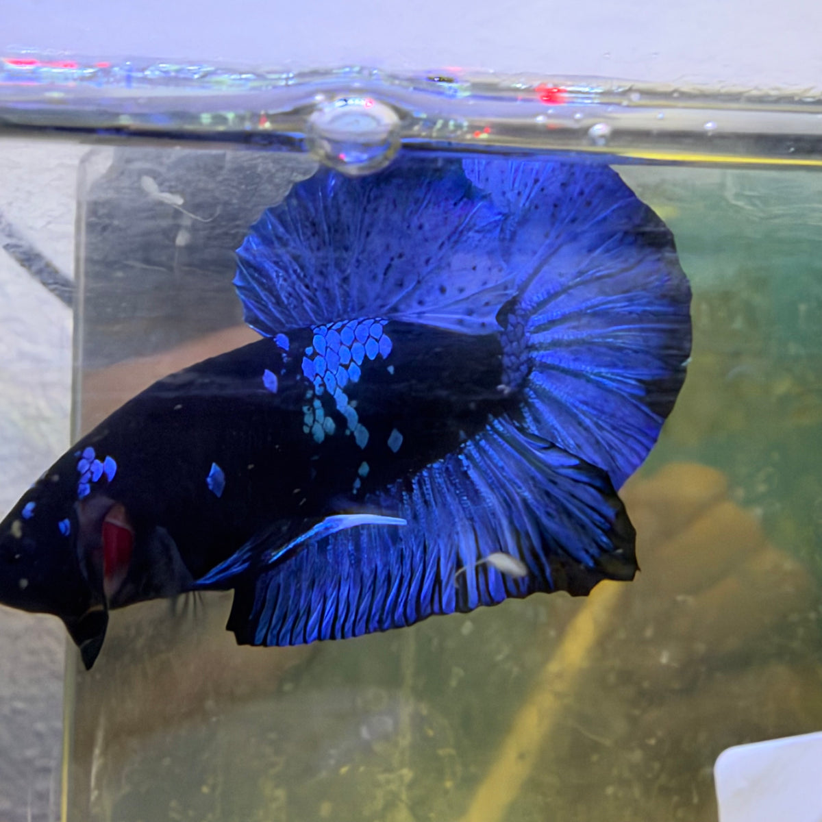 Avatar Black Light Plakat Male Betta #Au14