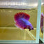 Purple Pink Halfmoon - Male Betta 075