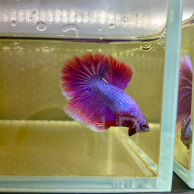 Purple Pink Halfmoon - Male Betta 075