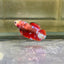 Koi Red Galaxy Plakat - Female Betta 142