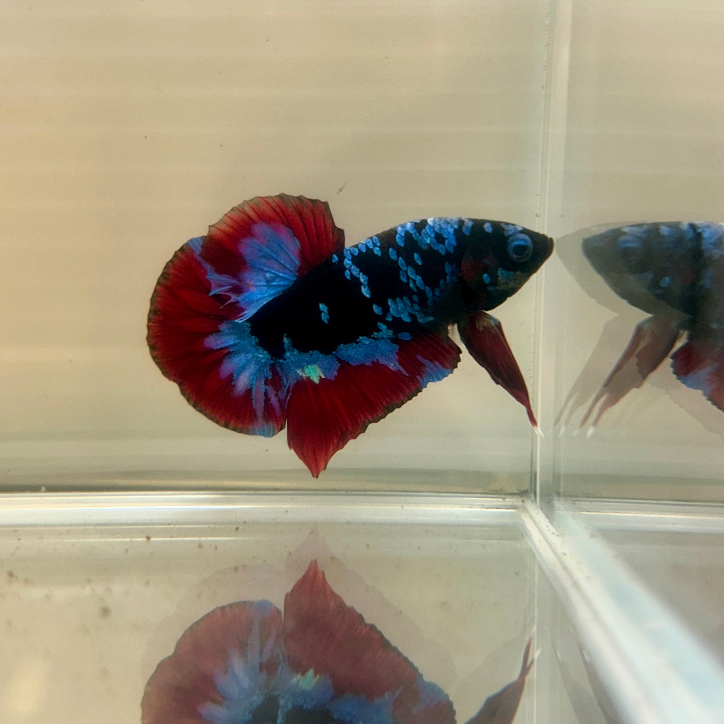 Nebula Blue Avarta Plakat - Male Betta 137