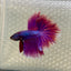 Purple Pink Halfmoon - Male Betta 177