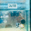 Koi Multicolor Crowntail - Female Betta #JU18