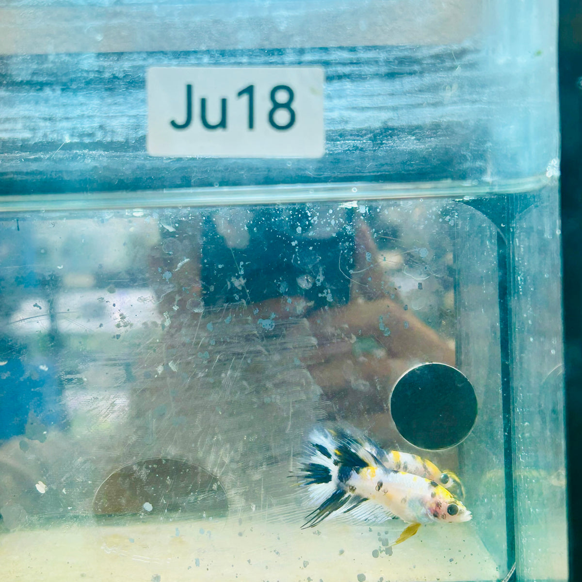 Koi Multicolor Crowntail - Female Betta #JU18