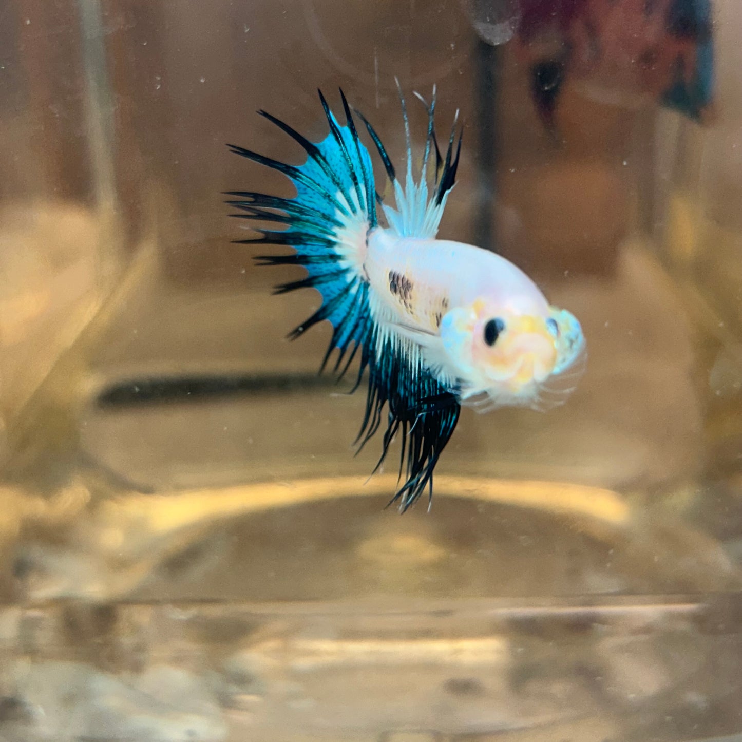 AOC Metallic Crowntail - Male Betta 152