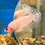 Koi Tancho Plakat - Male Betta 016