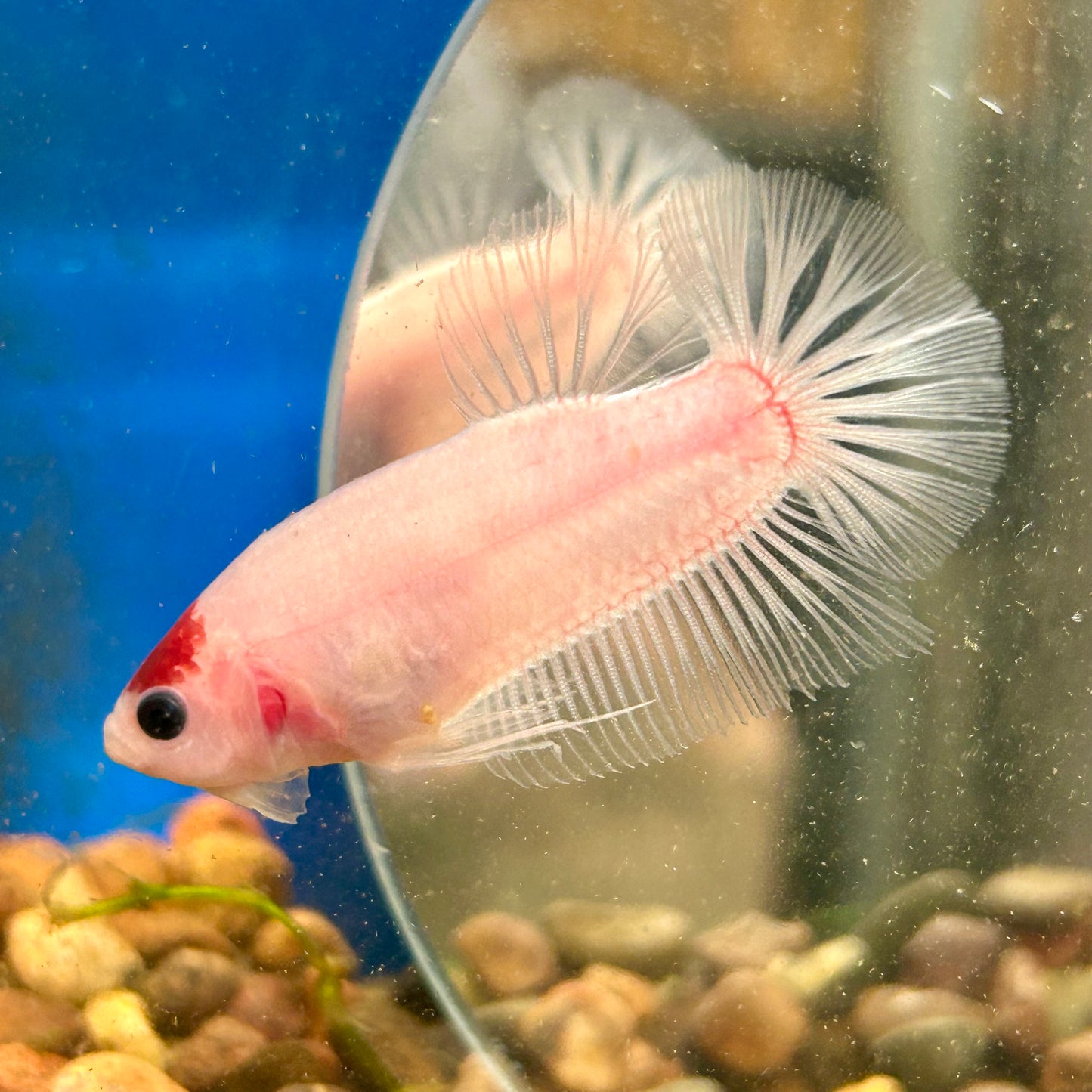 Koi Tancho Plakat - Male Betta 016