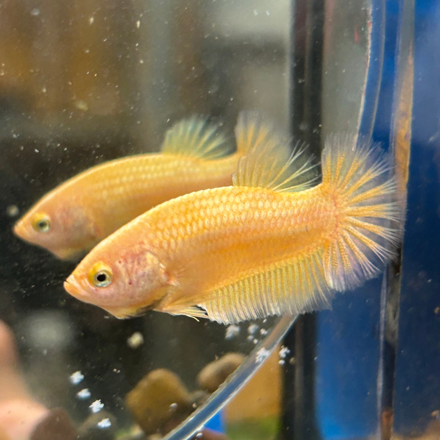 Gold Vanda Plakat - Female Betta 150