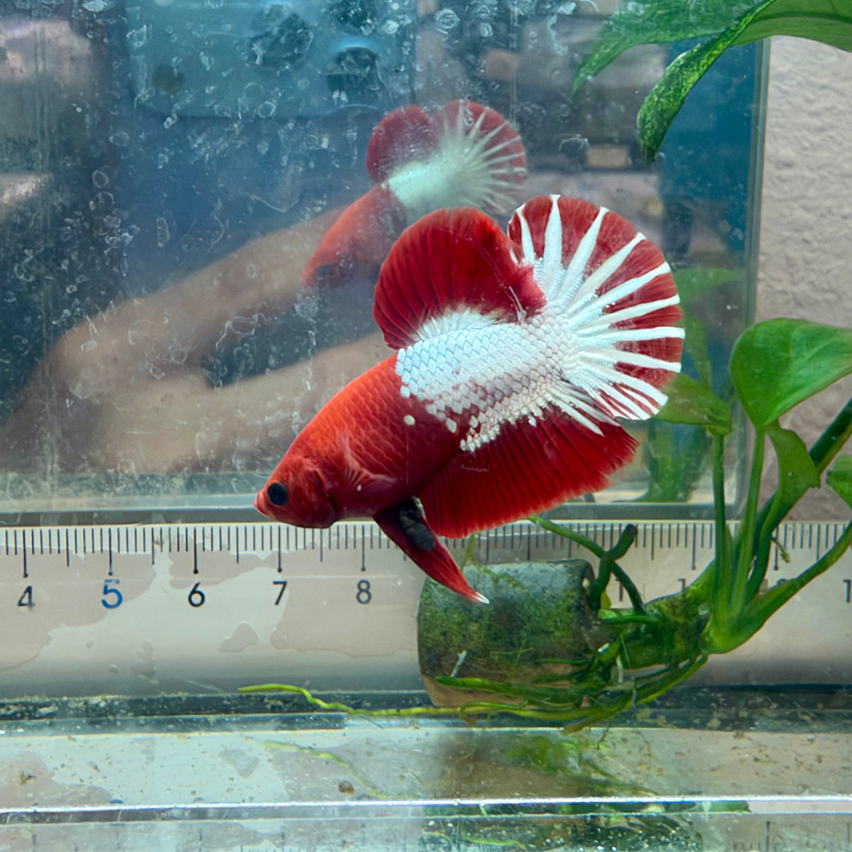 Plakat Red Fancy Copper Male Betta #040