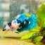 Betta Female Plakat Black Yellow Koi #029