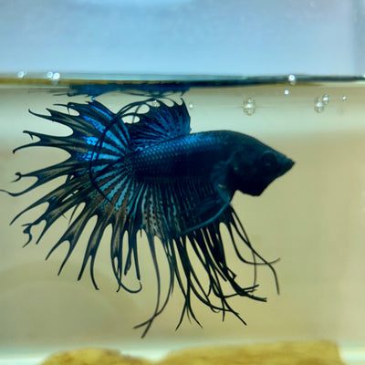 Black Orchid Crowntail - Male Betta 190