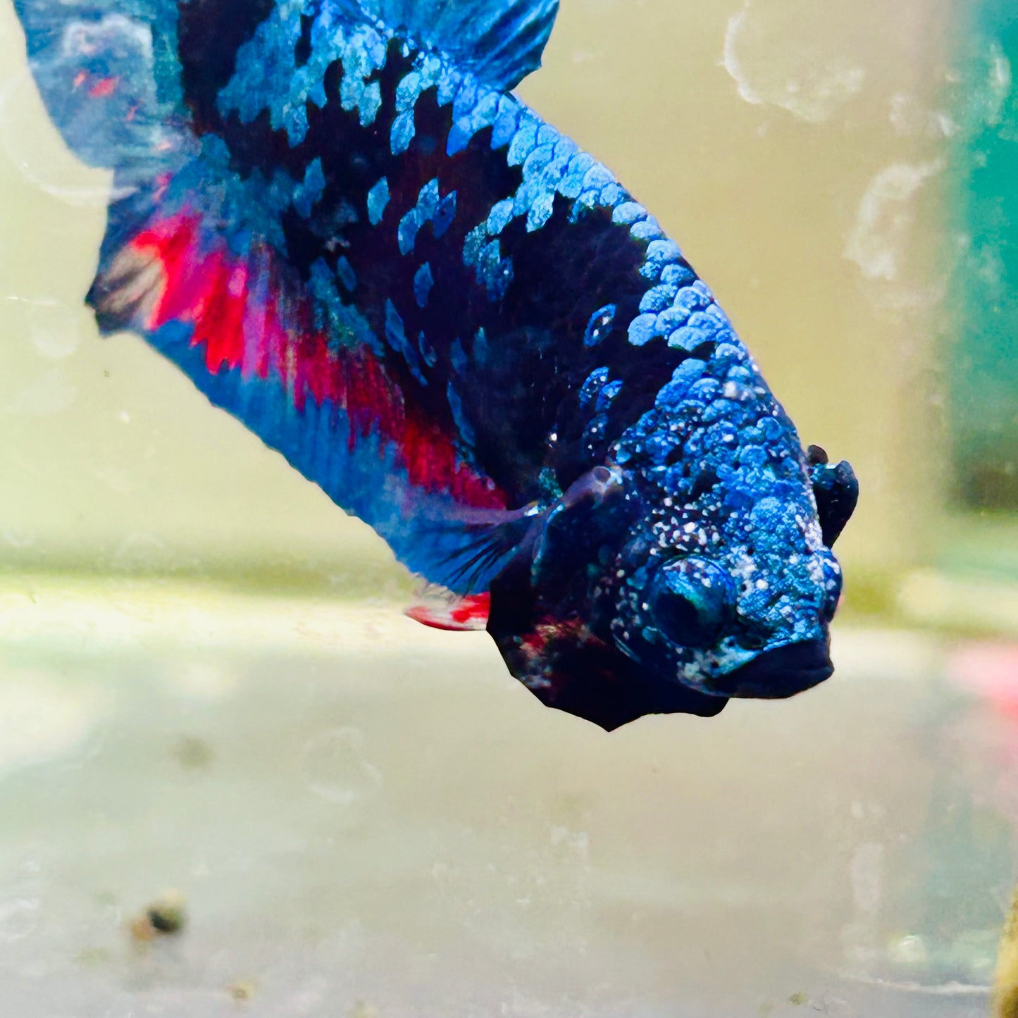 Plakat Avarta Nebula Male Betta #Ma29