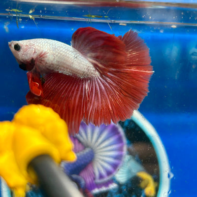 Red Dragon Halfmoon - Male Betta 021