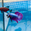 Betta Male Plakat Purple Pink #A03