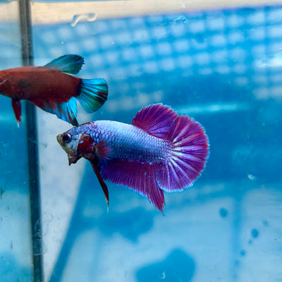 Betta Male Plakat Purple Pink #A03