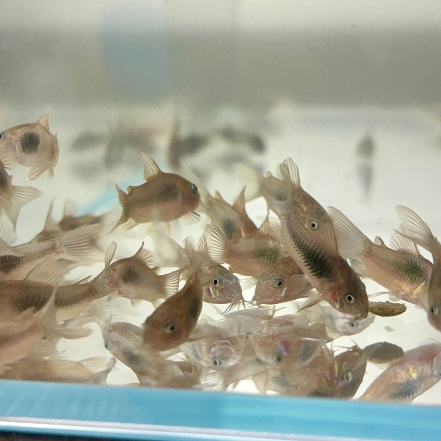 Green Corydoras