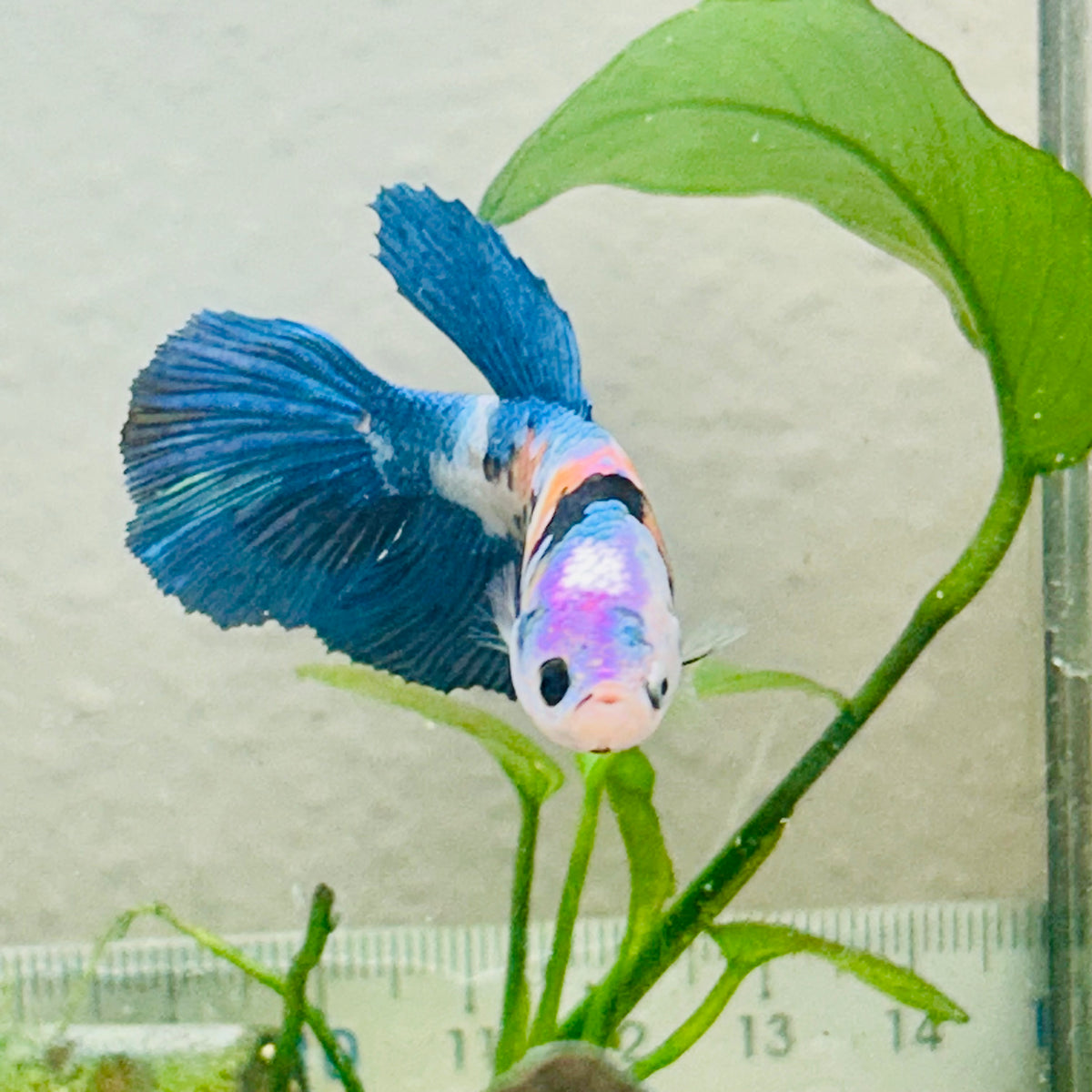 Halfmoon white Masked Candy Female Betta #Jul48