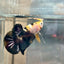 Plakat Bumble Bee Yellow Male Betta #018