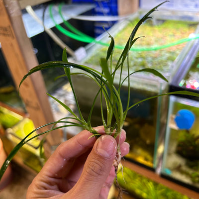 CRYPTOCORYNE LUCENS