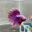 Purple Pink Halfmoon - Male Betta 182