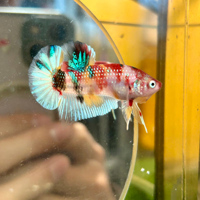 Multicolor Koi Metallic Plakat - 122