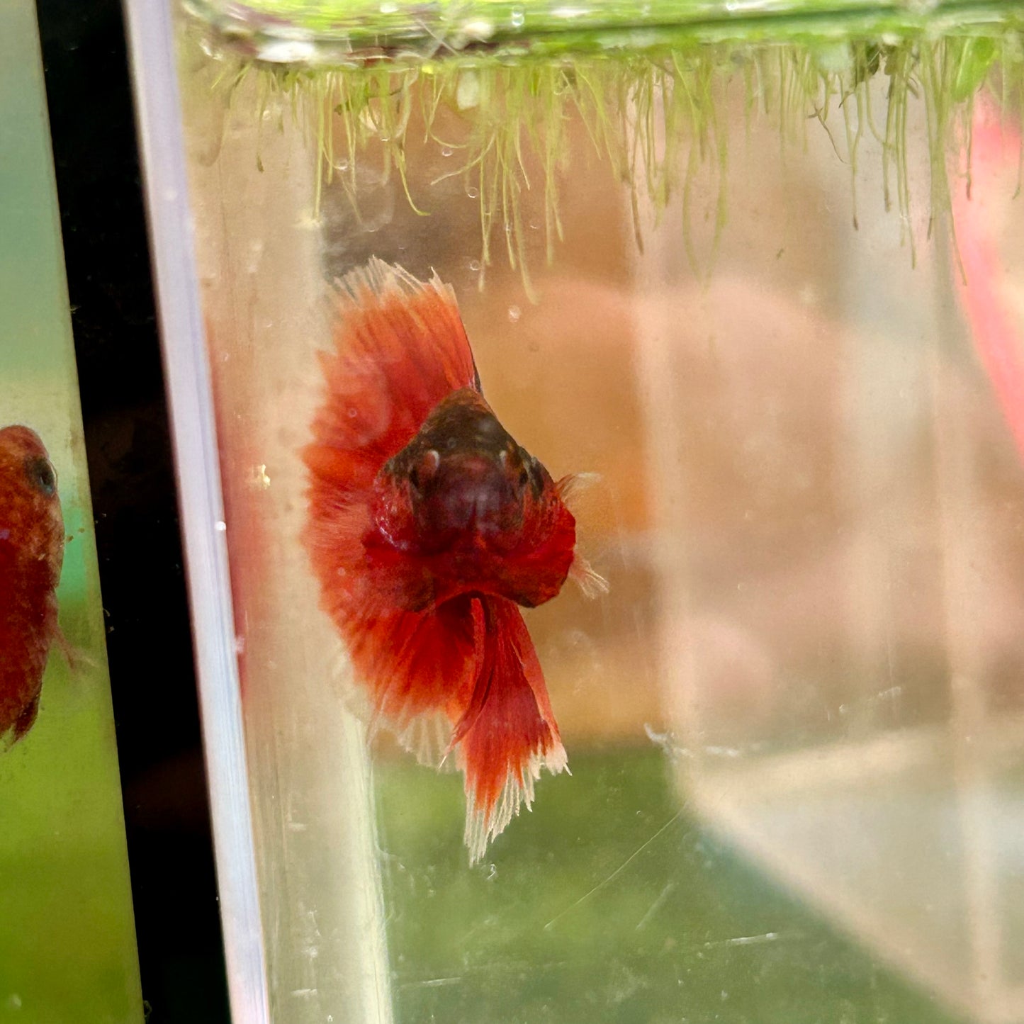 Red Fancy Halfmoon - Male Betta 024