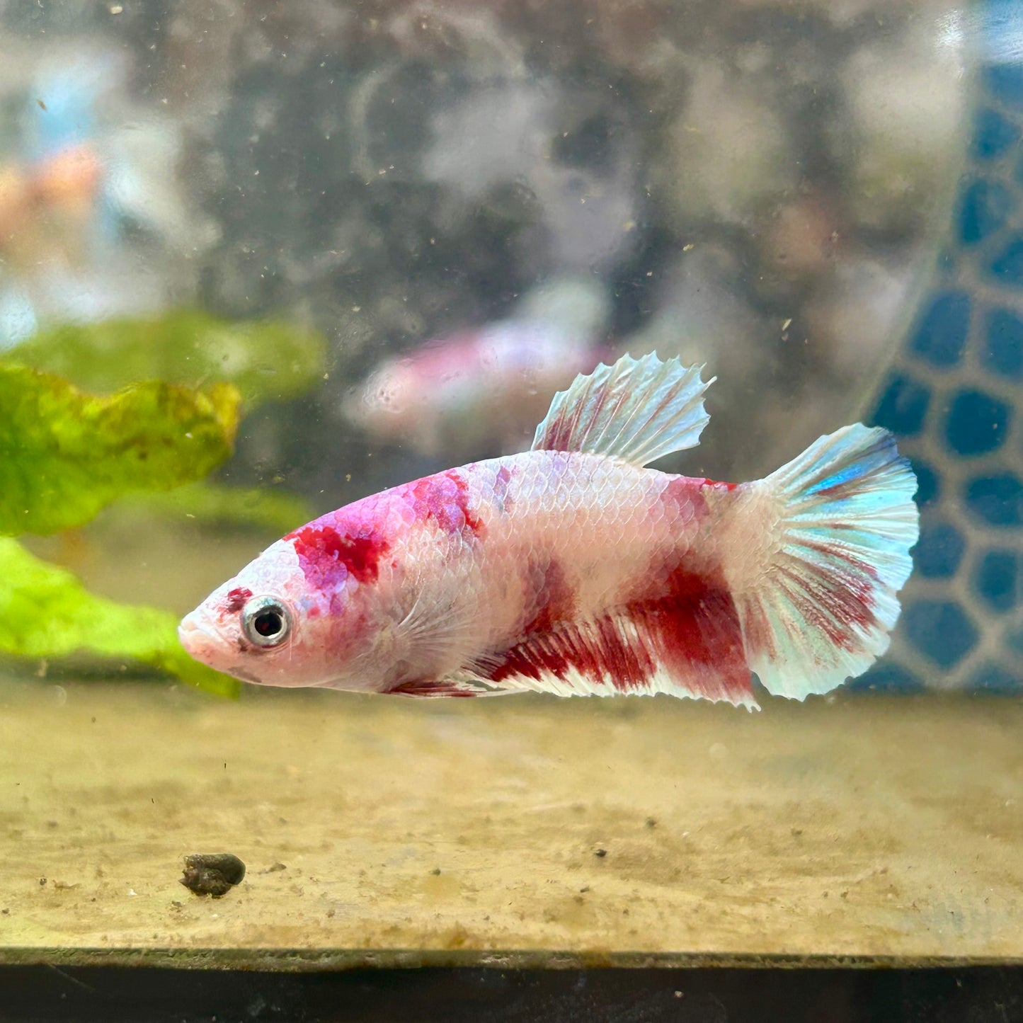 Plakat Red Koi Snow Female Betta #192