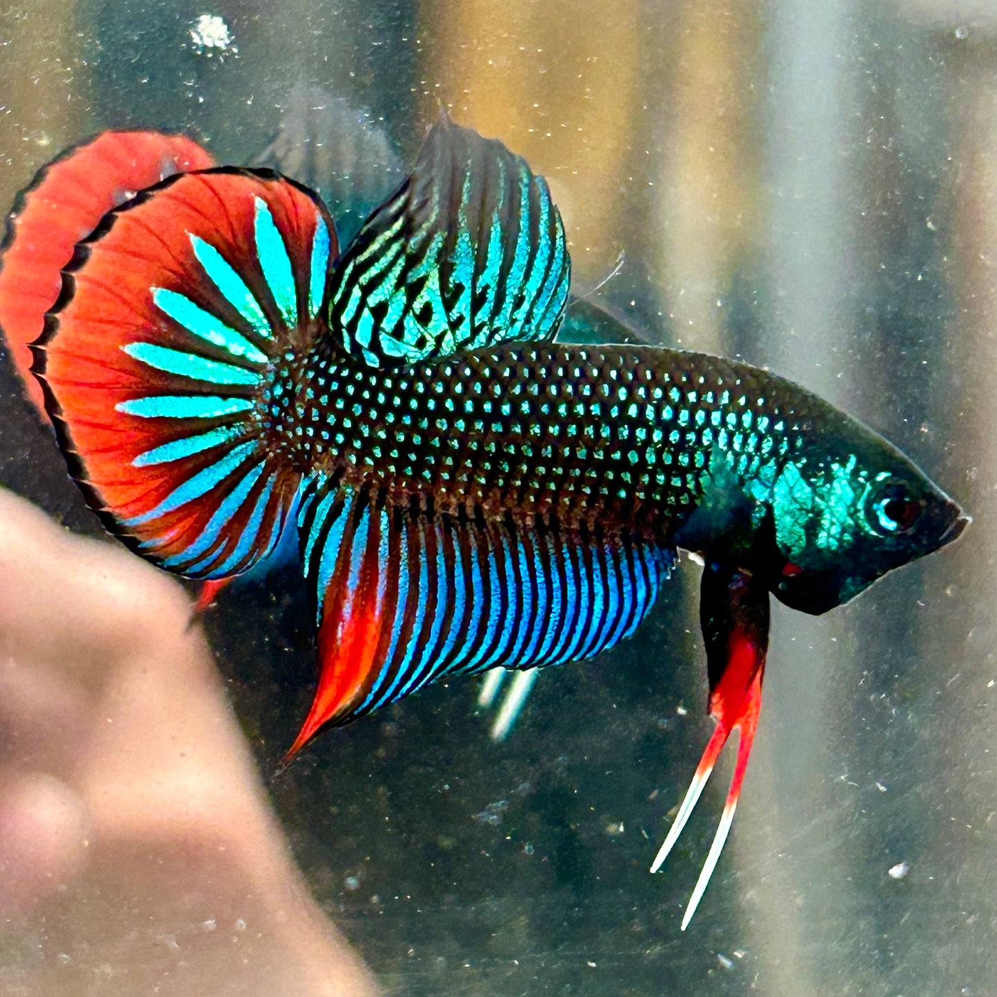 Wild Imbellis Green - Male Betta 027