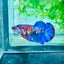 Plakat Red Koi Galaxy Female Betta #170
